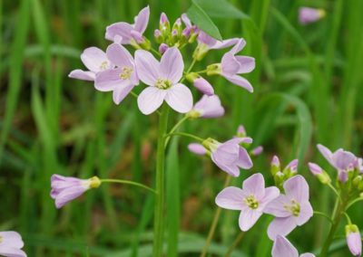 Cardamine des prés