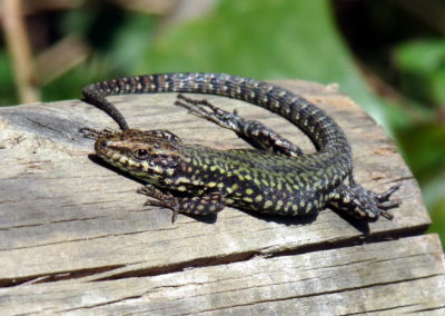 Lézard des murailles