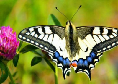 Machaon