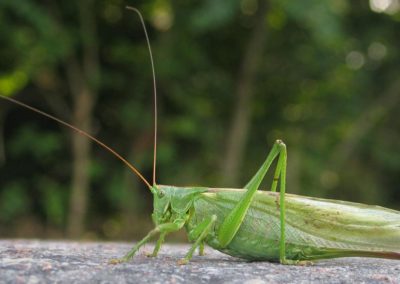 Sauterelle verte